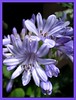 Agapanthus praecox (African Lily, Blue Lily, Lily of the Nile)