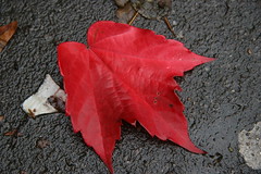 lonely autumn leaf