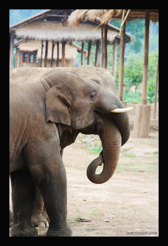 Elephant Nature Park, Chiang Mai Thailand
