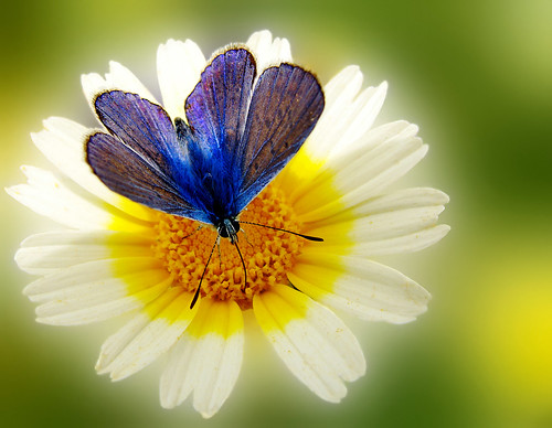 41 delicious photographs of flowers