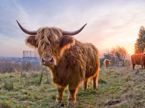 Highland cows in the evening light