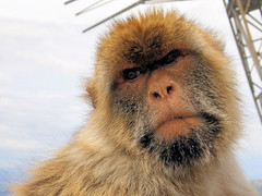 Monkey Acting Cool, Gibraltar