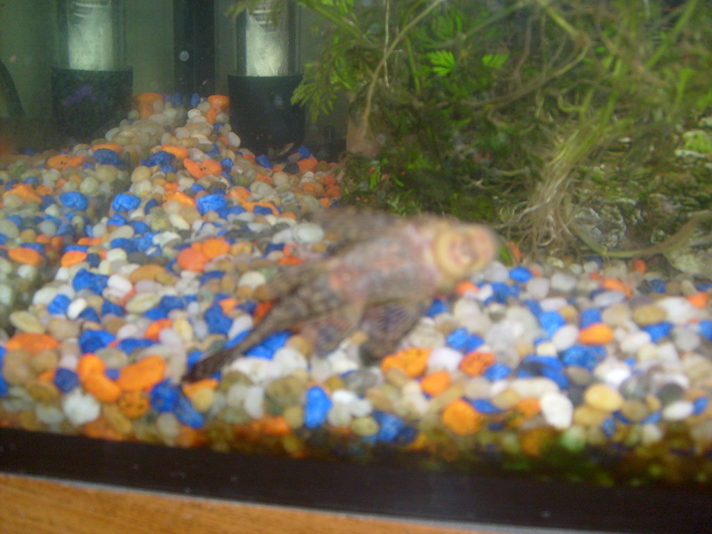 The World S Best Photos Of Bottomfeeder And Pleco Flickr Hive Mind