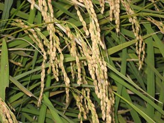 Rice Grains Ready to Harvest