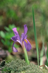 Anglų lietuvių žodynas. Žodis vernal iris reiškia pavasario iris lietuviškai.