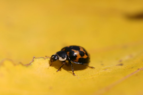 Harlequin Ladybird Eating a Yellow Leaf