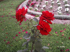 Las flores de Tacna