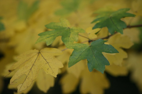 Yellow and Green Leaves