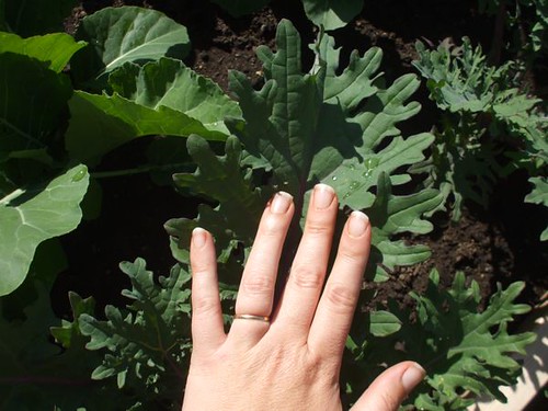 giant red russian kale