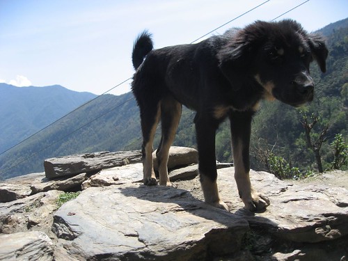 A noble dog of the Himalaya