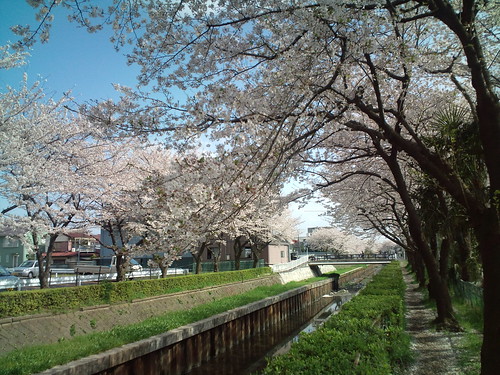 F-04Bで桜を撮影