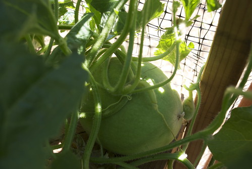 Our melons are looking especially menacing.