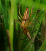 Oxyopes birmaniscus lynx spiders -- the victor and the vanquished
