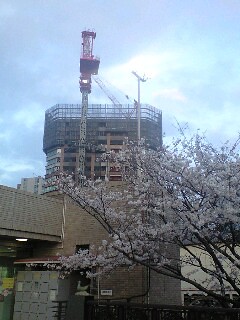 飯田橋は、もう桜が咲いています。