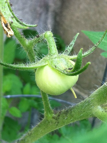 second tomato