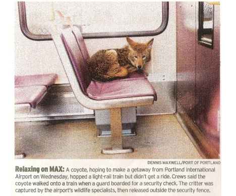 Urban Coyote on a Train