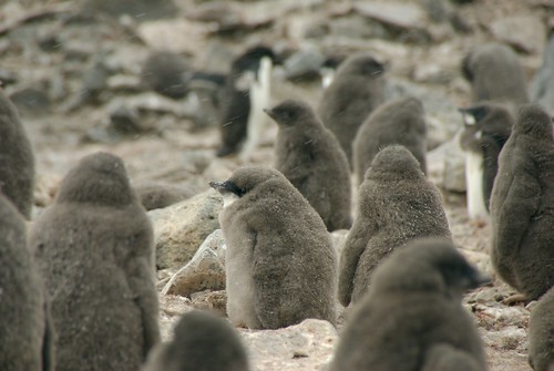 Adelie Penguin Chicks