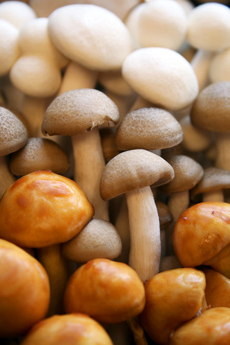 Mushrooms 17/29