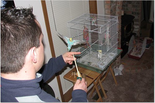 chet catching parakeet