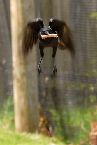Crow
