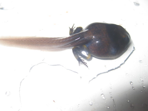 D. leucomelas tadpole, hind legs developed 09.05.23