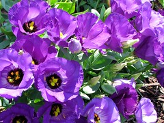 Purple Annuals