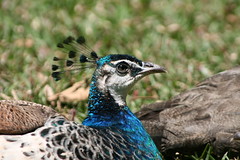 02 09_ CR_ Zoo Ave_ peacock head • <a style="font-size:0.8em;" href="http://www.flickr.com/photos/30765416@N06/4520244265/" target="_blank">View on Flickr</a>