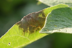 potato leaf spots 1