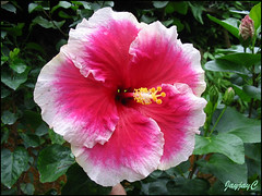 Hibiscus rosa-sinensis 'Morning Glory' at the Cactus Valley in Cameron Highlands, July 12 2009