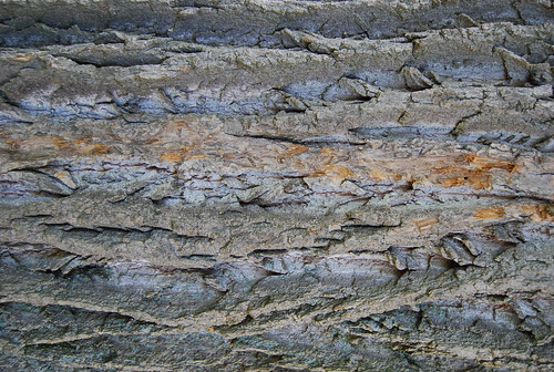 Tree Bark Texture 03