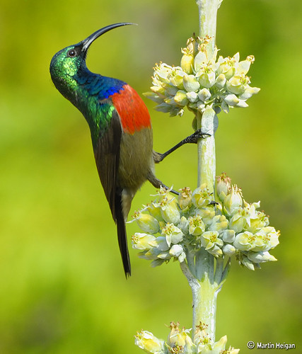 Double-collared Sunbird male on Kalanchoe luciae flowers