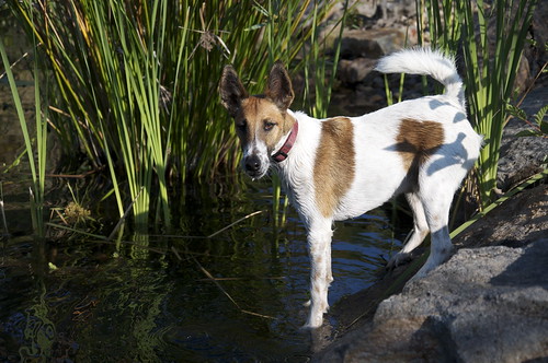 Critters of all kinds are enjoying the frosty cool water, including this fine looking terrier.