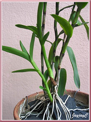 Focusing on new growth and basal roots of our Epidendrum x obrienianum