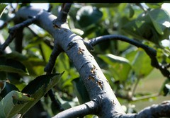 Hail injury to bark and underlying tissues on apple tree branch. Photo courtesy of Alan R. Biggs, West Virginia University.