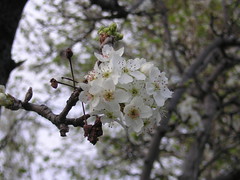 Crabapple Bloom