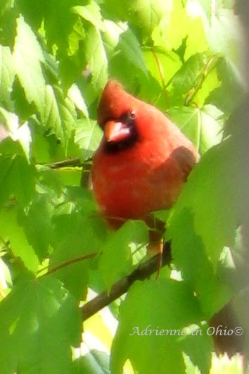 cardinal male