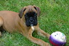 playing with ball by Bowi The Boxer, on Flickr