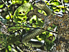 Tree Snake