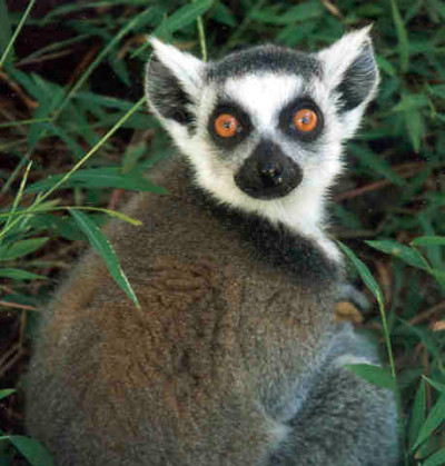 Human Descent from Lemurs? Could be, sortalike | WIRED