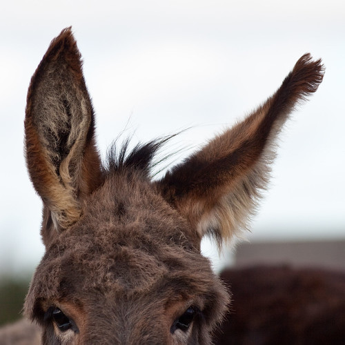 Donkey ears cropped by HÃ¥kan DahlstrÃ¶m, on Flickr
