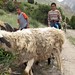 walking the sheep