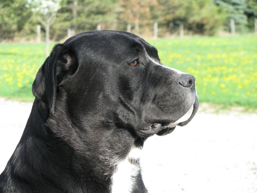 Bullador Dogs