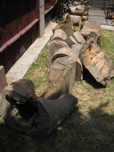 huge Eucalyptus logs