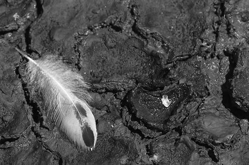 Down by the seashore B&W BF