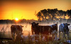 Morning cows by Patrick Goossens, on Flickr