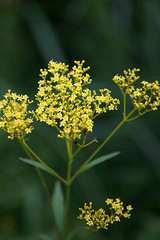Patrinia scabiosifolia - 01