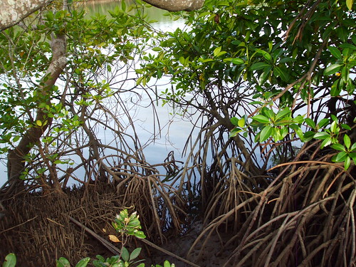 bohol mangroves