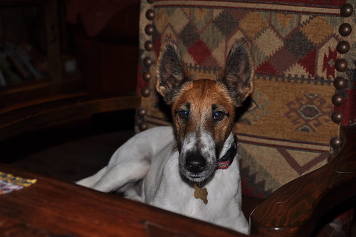 So heres Oscar, in a Native American patterned chair, practicing his best Coyote look.