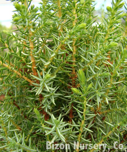 Photo: Juniperus communis