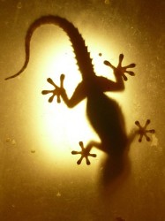 Gecko a contraluz / Backlight gecko